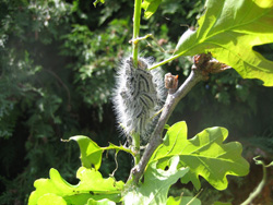 OPM Caterpillars