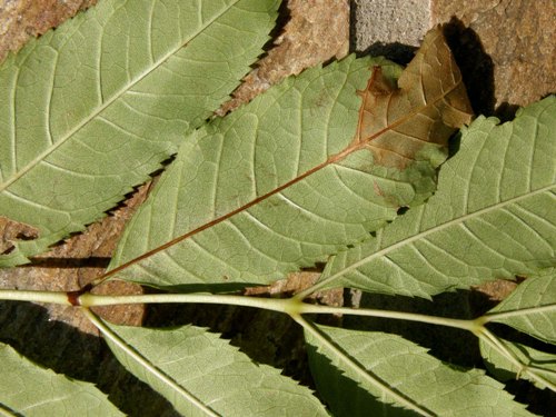 Browning of ash leaf tip caused by Chalara fraxinea fungus Credit Crown Copyright Forestry Commission forward slash J Webber
