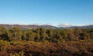 Upper Rothiemurchus Forest Credit Tom Baker - web