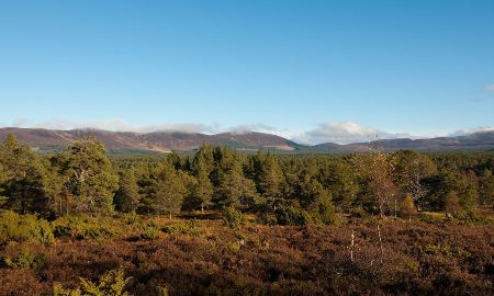 Upper Rothiemurchus Forest Credit Tom Baker - web