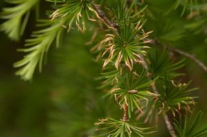 Phytophthora ramorum on larch 230810 3 creditFC web