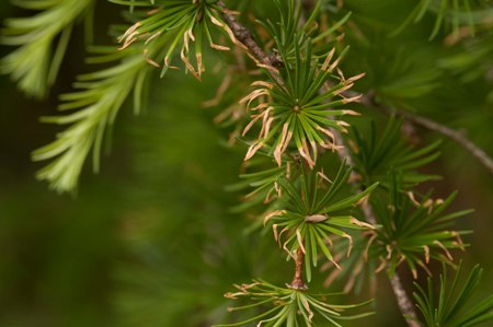 Phytophthora ramorum on larch 230810 3 creditFC web