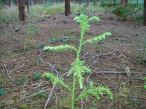 Underplanting trials at Thetford Forest Best of England Award FM Brian WEB
