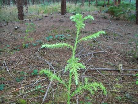 Underplanting trials at Thetford Forest Best of England Award FM Brian WEB