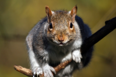 grey-squirrel-free-digital-photos-dot-net
