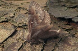 fcs moth threat