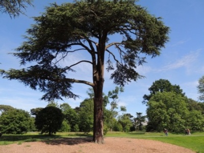 Summer branch drop