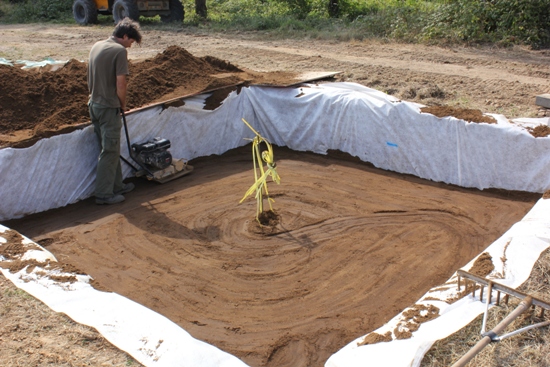 urban tree pit study 2
