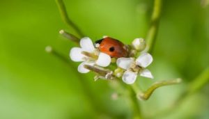 2-spot-ladybird