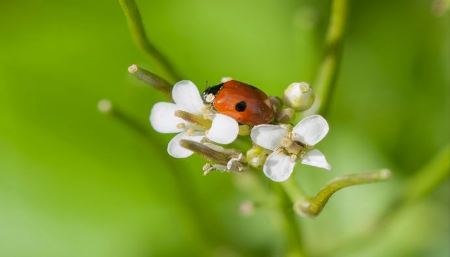 2-spot-ladybird