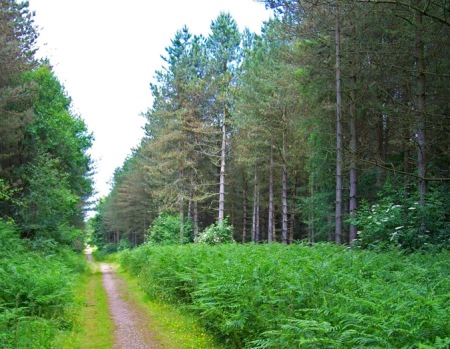 Forest of Dean