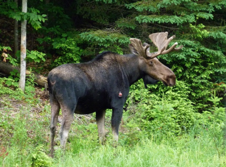 Moose