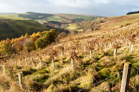 Newly created woodland on the Buccleuch Estates Dumfries and Galloway