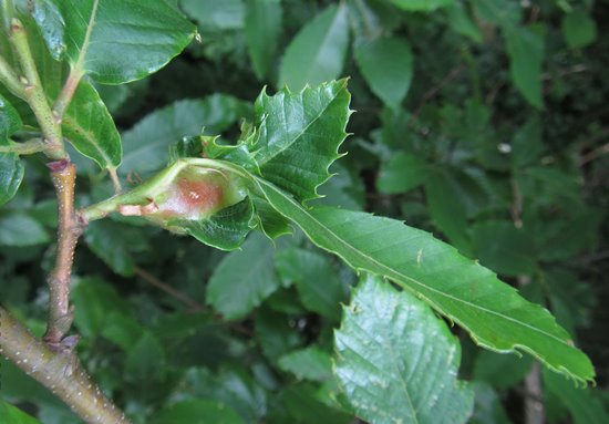 Oriental Chestnut Gall Wasp 2