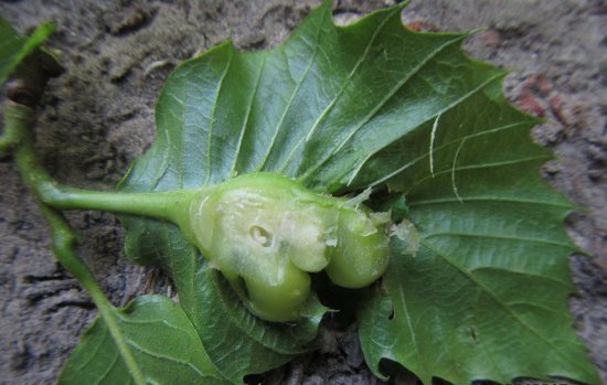 Oriental Chestnut Gall Wasp 3