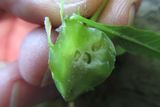 Oriental Chestnut Gall Wasp 4