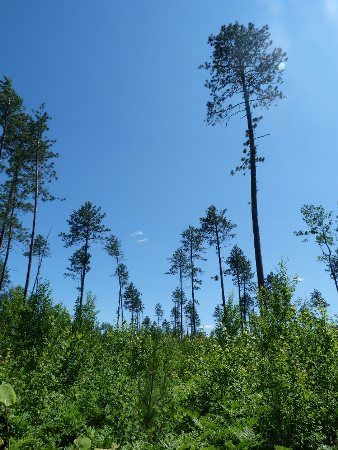 Silviculture
