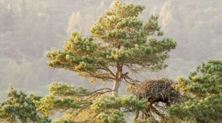 scottish-tree-of-the-year-ladys-tree