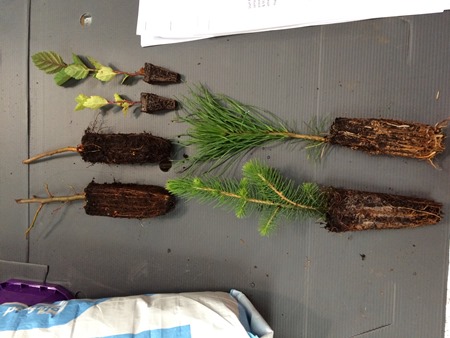 Cell trees 450