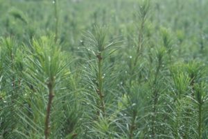 Conifer stands 450