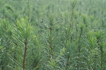 Conifer stands 450