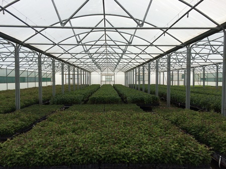 Greenhouse 450