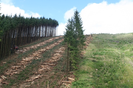 harvesting replanting 450
