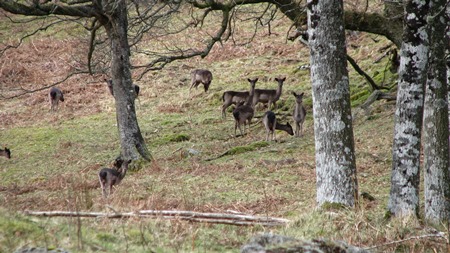 Dunkeld deer -Credit R Briers