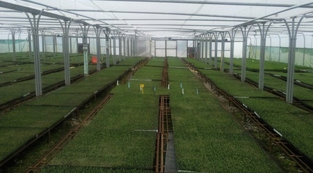 Christie-elite nurseries