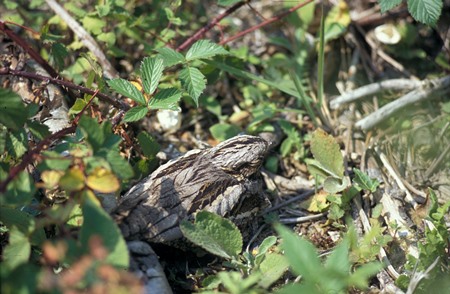 nightjar 450