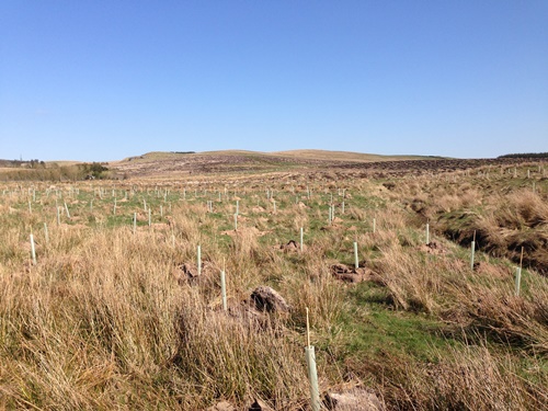 northumberland new planting 500