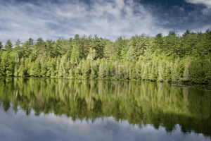 Lake and Trees