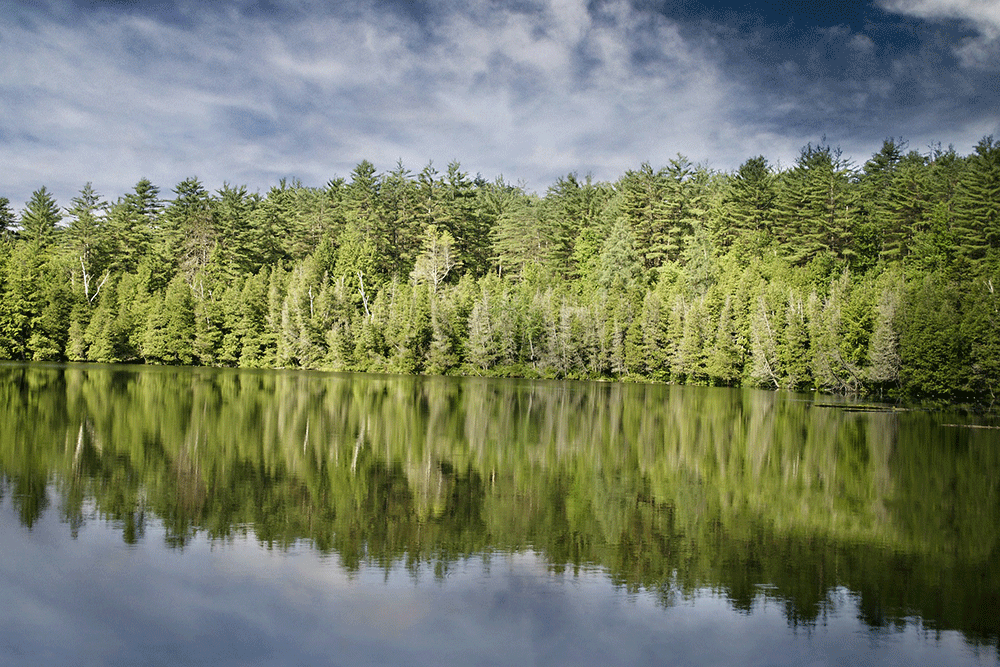 Lake and Trees