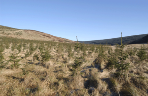 Sitka Spruce