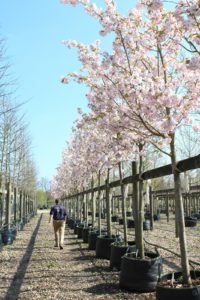 Prunus Ichiyo