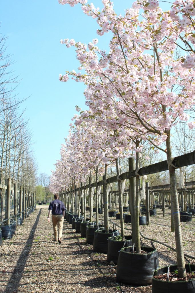 Prunus Ichiyo