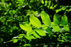 green leaves, tree, green urban