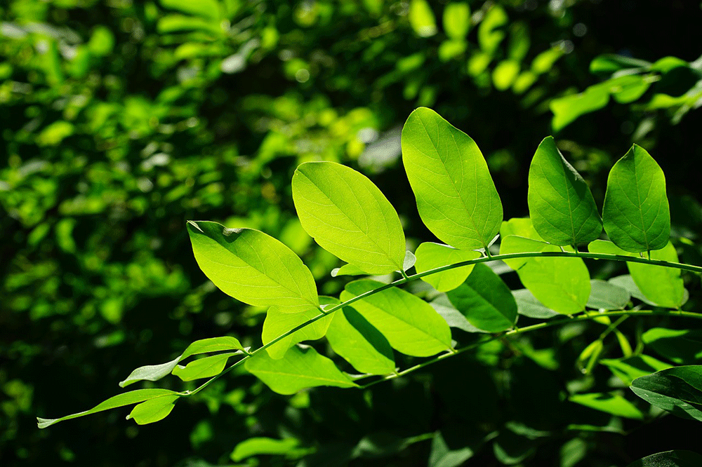 green leaves, tree, green urban