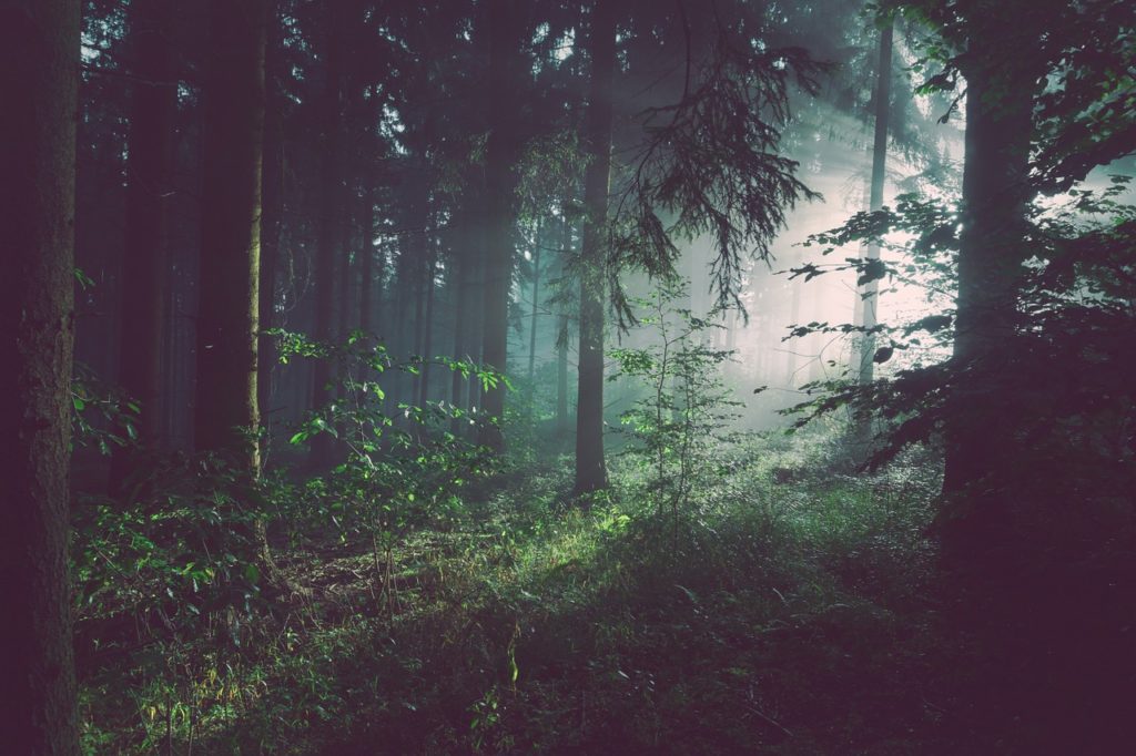 woodland, fog