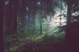 woodland, fog