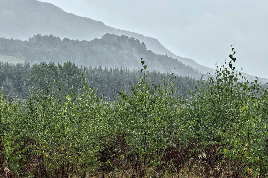 Braeval Forest (FLS) - 2025 Winner of the award for a Single Stand, Compartment or Small Wood and the Hunter Blair Trophy for Silvicultural Excellence