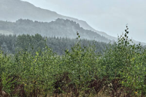 Braeval Forest (FLS) - 2025 Winner of the award for a Single Stand, Compartment or Small Wood and the Hunter Blair Trophy for Silvicultural Excellence
